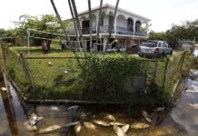 El huracán Fiona deja peces en las calles del pueblo puertorriqueño de Loíza varios peces muertos mientras flotan en agua acumulada en una calle tras el paso del huracán Fiona (3)