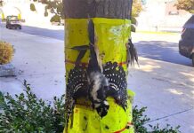 Pequeñas criaturas de la ciudad en peligro Las aves de la ciudad están sufriendo por algunas estrategias para combatir la plaga de las mosca linterna, una peste de insectos que destruye cultivos. Cintas adhesivas colocadas en los árboles en el Army Terminal de Brooklyn provocaron que esta hermosa ave quede atrapada.