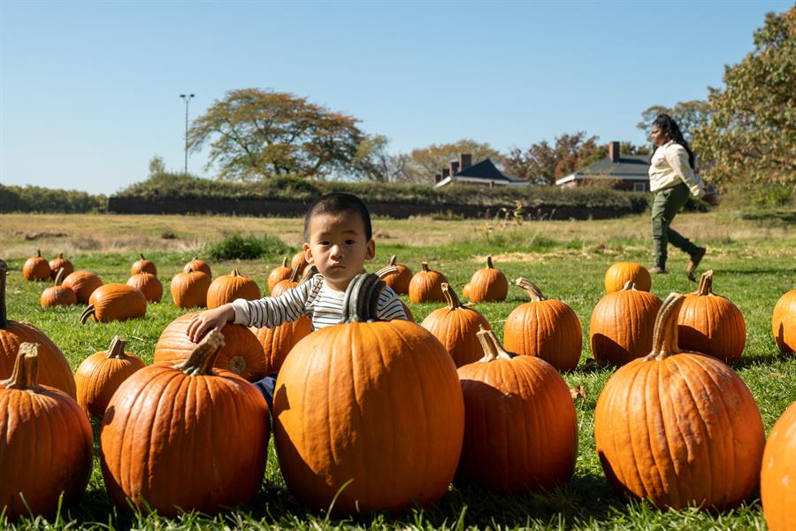 Festival de Calabazas organizado en el parque de la popular Isla de los Gobernadores, hoy en Nueva York (3)