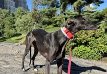 La galgo Aitana, traída desde España por el grupo de rescate SOS Galgos de Barcelona