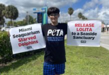 Varios miembros de la organización PETA (Personas por un trato ético para los animales) protestaron este sábado frente a las instalaciones del Miami Seaquarium, de Florida (EE.UU.), un centro de atracciones donde, según los activistas, los animales están "estresados, atacan a los entrenadores y muerden a los visitantes".