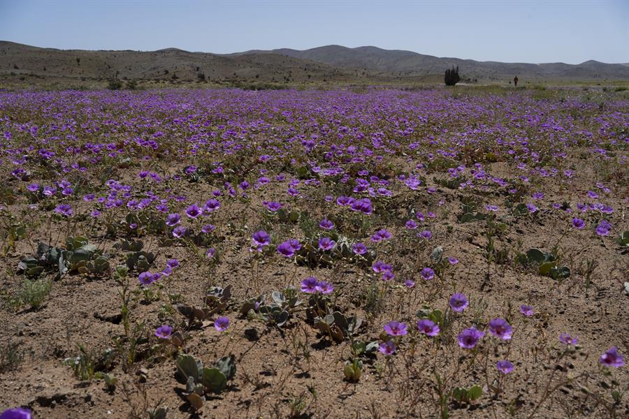 desierto florido en Chile 