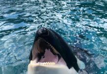 Necropsia confirma que Lolita murió a causa de una afección renal y neumonía la orca Lolita