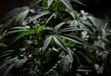 La legalización del cannabis traería impactos positivos El Cannabis ha sido considerado desde la antigüedad como una planta muy útil; se la ha utilizado para fabricar sogas, velas, ropa, redes, papel y otros objetos. Las semillas se comen, y son ricas en proteínas y aceites, sus flores se fuman y también pueden ingerirse en forma lúdica o en carácter medicinal.