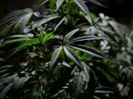 El Cannabis ha sido considerado desde la antigüedad como una planta muy útil; se la ha utilizado para fabricar sogas, velas, ropa, redes, papel y otros objetos. Las semillas se comen, y son ricas en proteínas y aceites, sus flores se fuman y también pueden ingerirse en forma lúdica o en carácter medicinal.