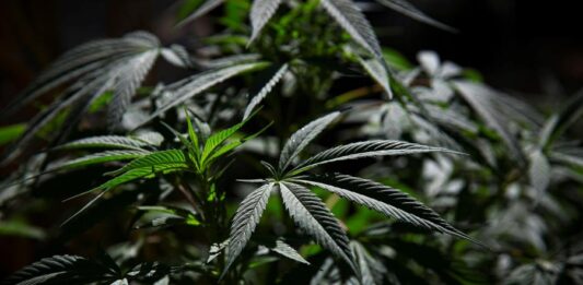 El Cannabis ha sido considerado desde la antigüedad como una planta muy útil; se la ha utilizado para fabricar sogas, velas, ropa, redes, papel y otros objetos. Las semillas se comen, y son ricas en proteínas y aceites, sus flores se fuman y también pueden ingerirse en forma lúdica o en carácter medicinal.