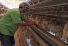 Estados Unidos aprueba la venta de pollo cultivado en laboratorios