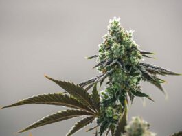 Agencia de cannabis de Nueva York dice estar pendiente de negocios ilegales cannabis