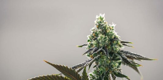 cannabis