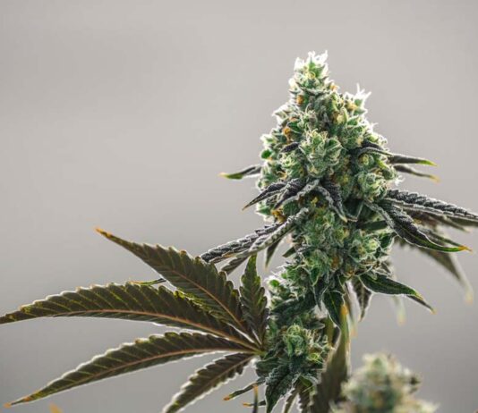 cannabis