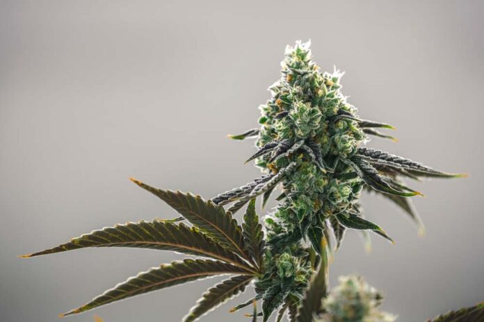 Beautiful Big Marijuana Bud with Crystal Trichromes Isolated by cannabis