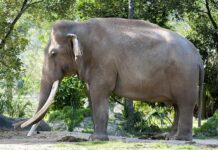 elefante de 56 años, Dalip