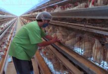 México diseña plan para proteger producción avícola de influenza aviar AH5N1 granja de gallinas en la Ciudad de México