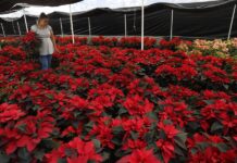 la floricultora Irene Benavides, mientras riega su cultivo de nochebuena