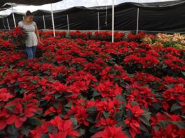 la floricultora Irene Benavides, mientras riega su cultivo de nochebuena