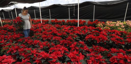 la floricultora Irene Benavides, mientras riega su cultivo de nochebuena