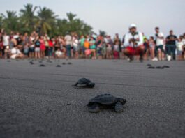 Liberan cientos de crías de tortuga marina en costas del Pacífico mexicano