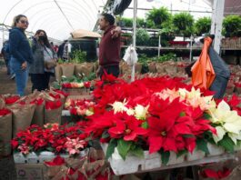 vivero de flor de Nochebuena