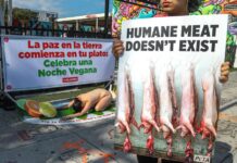 Activistas de PETA Latino se manifiestan hoy contra la tradición del lechón asado navideño (3)