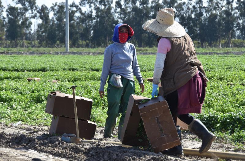 Agricultores El dueño de una empresa contratista agrícola fue sentenciado a nueve años de cárcel por explotación de trabajadores inmigrantes, en su mayoría mexicanos, y por liderar una actividad criminal en varios estados, informó la Fiscalía del Distrito Medio de Florida (EE.UU.).