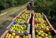 Estiman descenso del 29 % en cosecha de naranjas en Florida por huracanes La cosecha de naranjas en Florida esta temporada descenderá un 29 %, entre otras razones por el impacto que ha producido en este sureño estado de EEUU el paso de los huracanes Ian y Nicole, señalaron autoridades federales.