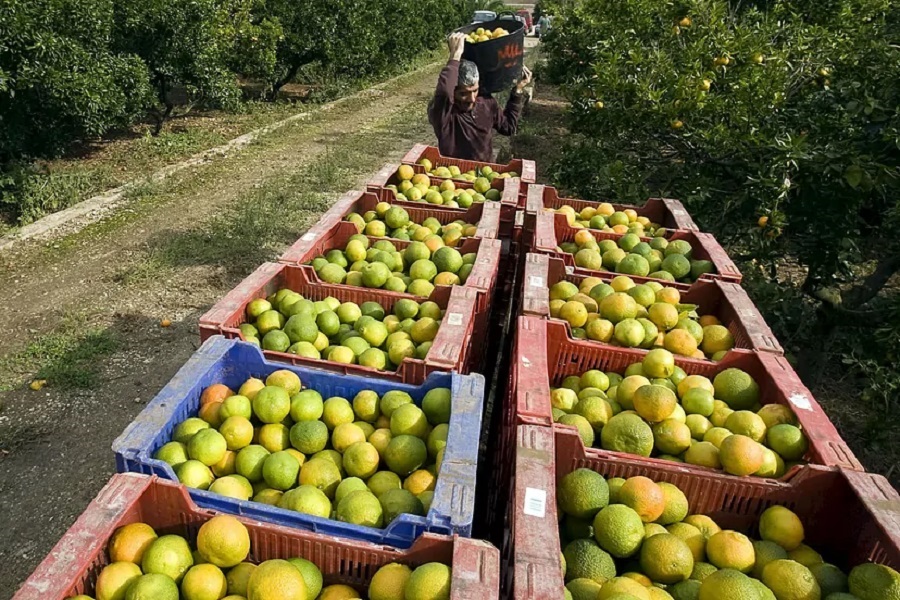 Naranjas La cosecha de naranjas en Florida esta temporada descenderá un 29 %, entre otras razones por el impacto que ha producido en este sureño estado de EEUU el paso de los huracanes Ian y Nicole, señalaron autoridades federales.