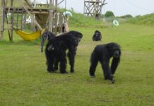 Chillidos, saltos y golpes: Navidad en una reserva de chimpancés en Florida Save the Chimps.