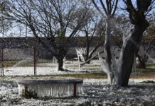 árboles congelados hoy, en la frontera de Ciudad Juárez