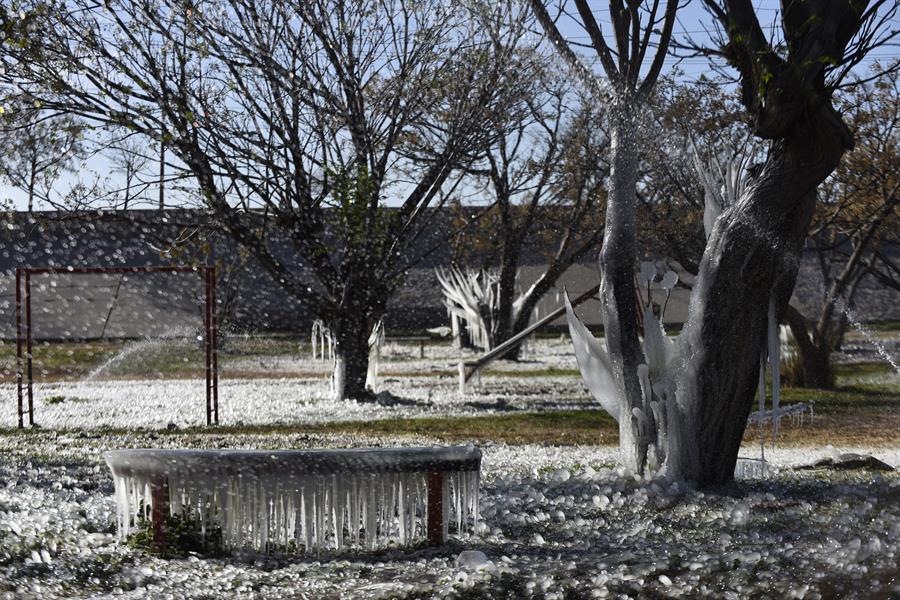&aacute;rboles congelados hoy, en la frontera de Ciudad Ju&aacute;rez