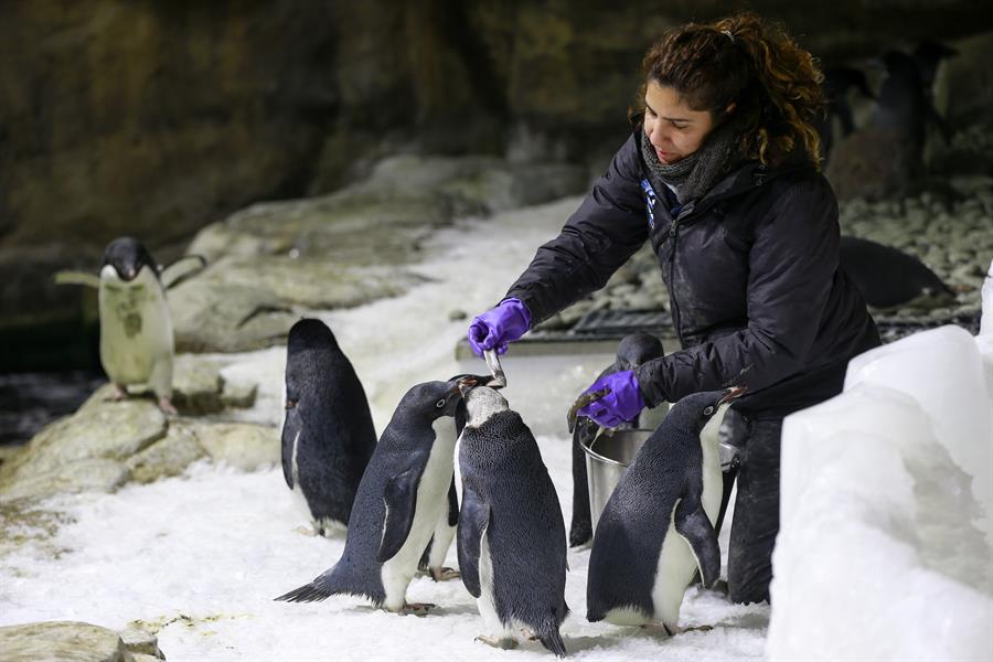 Un grupo de polluelos de ping&uuml;inos adelia