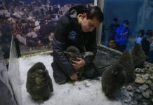 Zoológico en oeste de México cría "a mano" polluelos de pingüino Adelia Un grupo de polluelos de pingüinos adelia son atendido por su cuidador