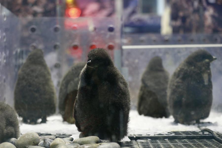 Un grupo de polluelos de ping&uuml;inos adelia