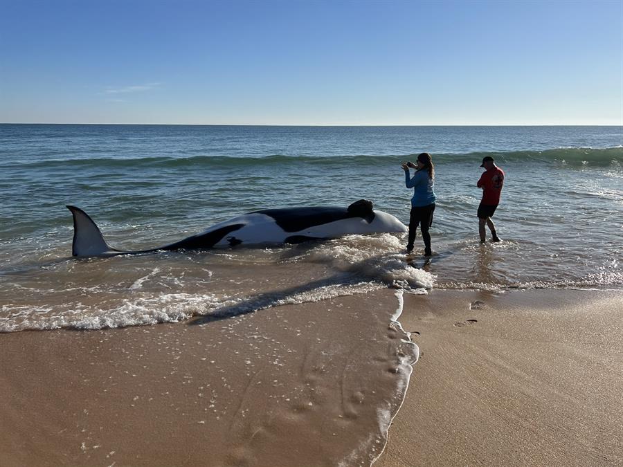 orca muerta hoy, en la orilla de playa de Jungle Hut Park (2)