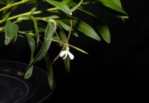 orquídeas en peligro de extinción conocida con el nombre de dama de noche