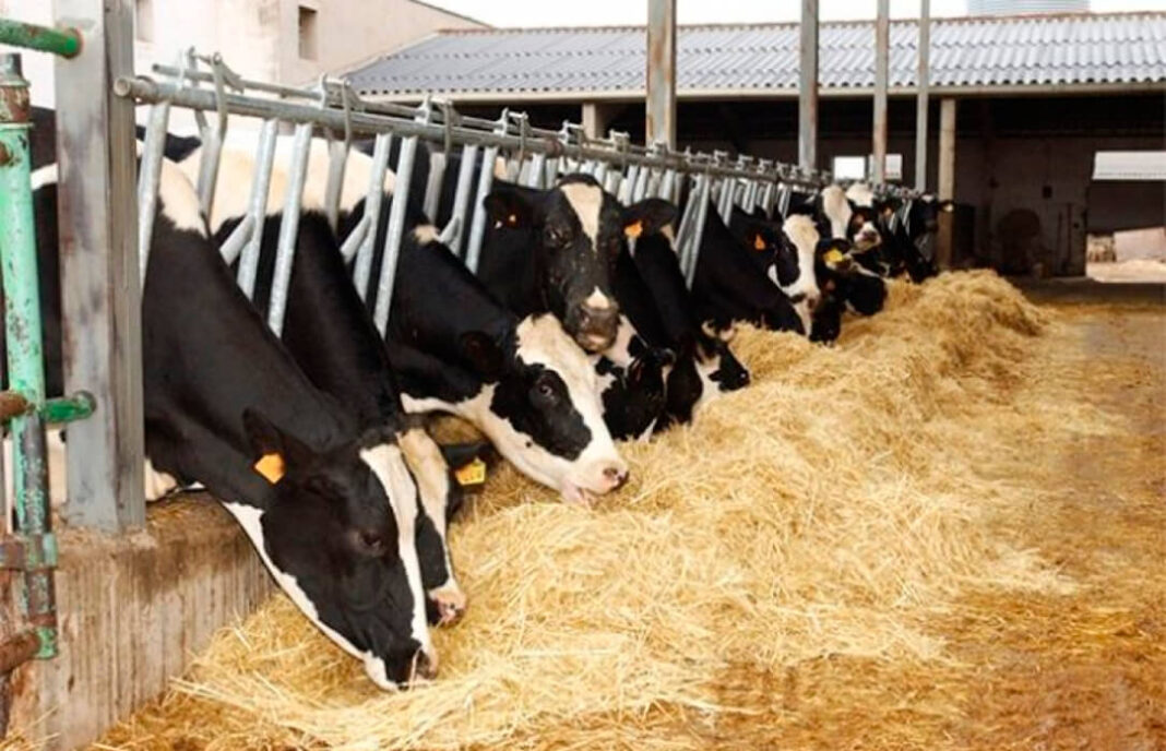El principal desafío de la agricultura en EE.UU. es la falta de mano de obra, dijo este viernes a EFE Sutton Rucks, que posee y opera una explotación de vacas lecheras en el centro de Florida y desearía mayor flexibilidad en la concesión de visas para trabajadores extranjeros en ese sector.