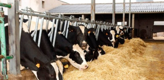 El principal desafío de la agricultura en EE.UU. es la falta de mano de obra, dijo este viernes a EFE Sutton Rucks, que posee y opera una explotación de vacas lecheras en el centro de Florida y desearía mayor flexibilidad en la concesión de visas para trabajadores extranjeros en ese sector.