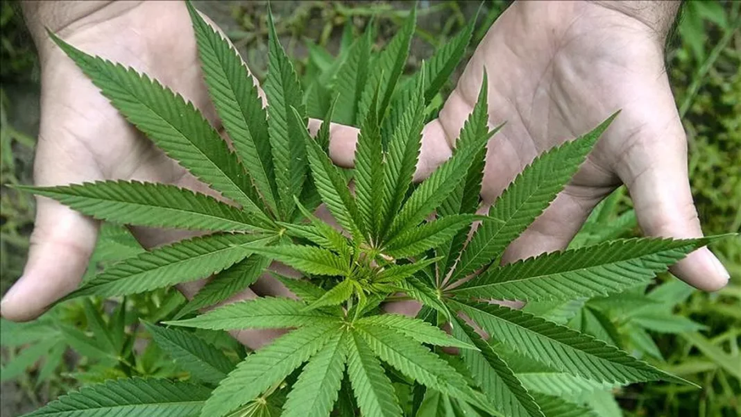 Marihuana Florida, donde la marihuana con fines medicinales es legal desde 2014, registró entre ese año y 2020 386 muertes asociadas al consumo de esa sustancia, en su forma natural o sintética, según el primer estudio que se realiza sobre el tema.