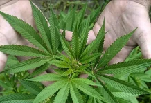 Estudio sobre muertes asociadas a la marihuana rastrea 386 casos en Florida Florida, donde la marihuana con fines medicinales es legal desde 2014, registró entre ese año y 2020 386 muertes asociadas al consumo de esa sustancia, en su forma natural o sintética, según el primer estudio que se realiza sobre el tema.