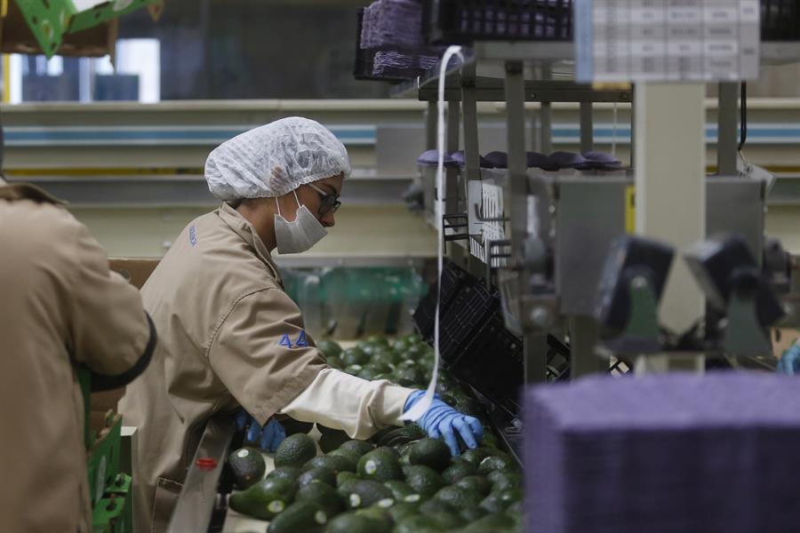 Productores de aguacate de Jalisco