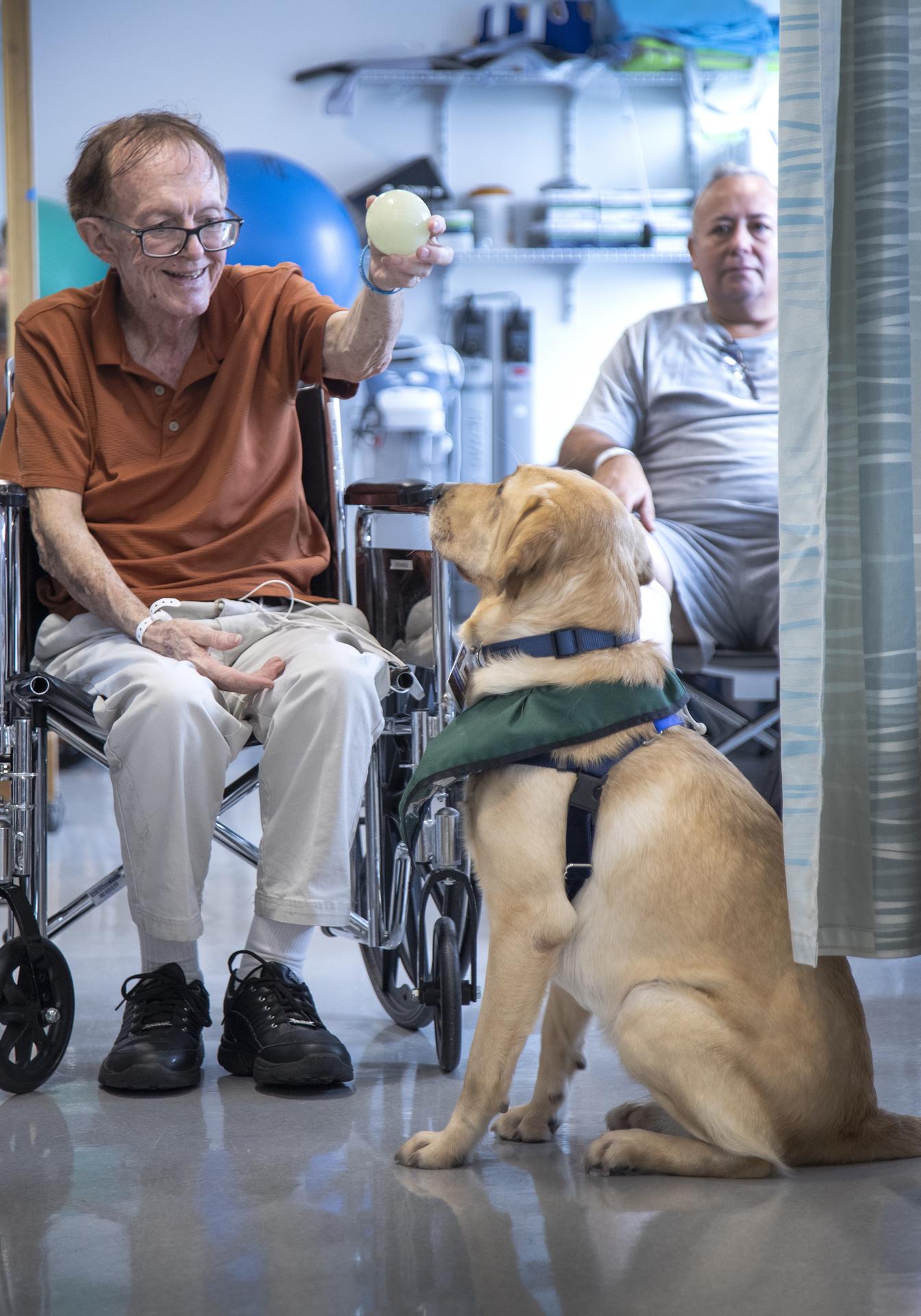 Una perra da afecto a pacientes (4)