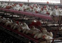 criadero de gallinas en el municipio de Tepatitlán