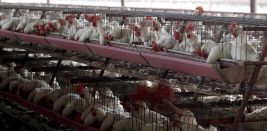 criadero de gallinas en el municipio de Tepatitlán