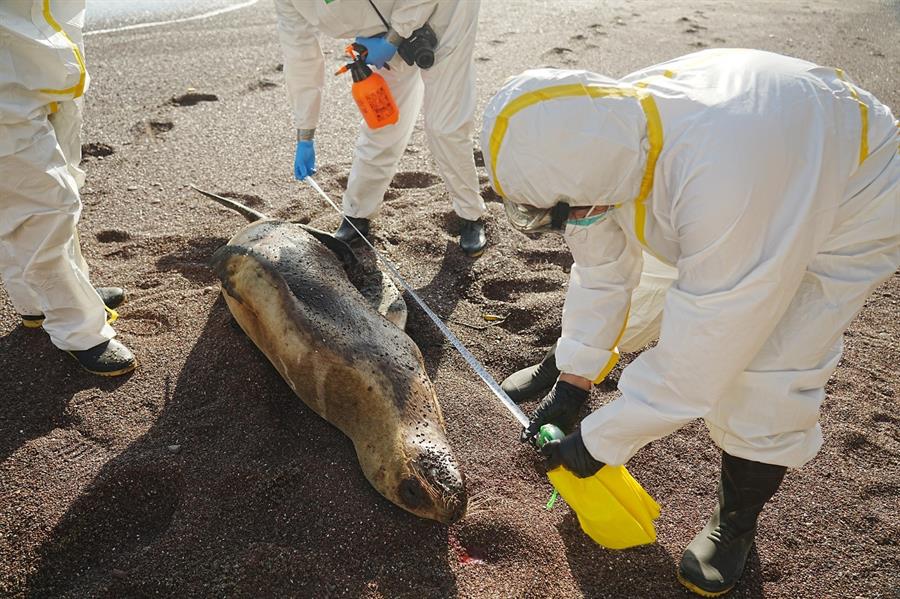 expertos mientras examinan un lobo marino muerto