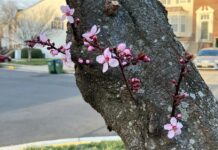Cerezos se adelantan en Washington, y la nieve llega al letrero de Hollywood pequeños capullos de cerezos que han eclosionado (1)