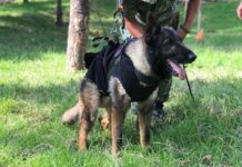 Erigirán en Estambul un monumento a Proteo, el perro rescatista de México perro rescatista mexicano Proteo