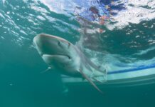 Una adolescente atacada por un tiburón en Florida se recupera de las heridas tiburón