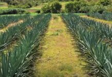 Científicos de Florida identifican al "gusano" del mezcal Un grupo de científicos de la Universidad de Florida (UF) comprobó científicamente que los "gusanos" de las botellas de mezcal no son tales sino las orugas de la polilla de las lombrices rojas del agave (Comadia redtenbacheri).