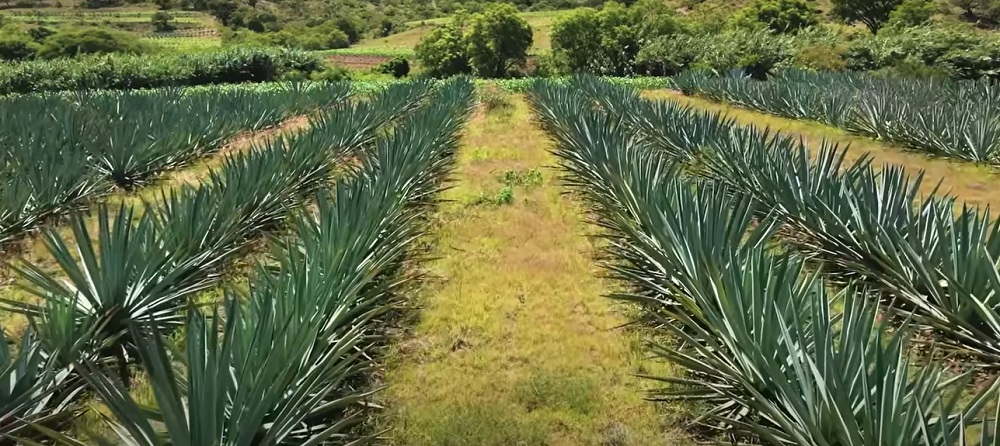 Mezcal Un grupo de científicos de la Universidad de Florida (UF) comprobó científicamente que los