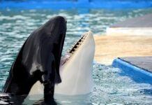 La alcaldesa de Miami Dade, Daniella Levine Cava, anunció este jueves que la orca Lolita, que lleva más de 50 años en cautividad en el Miami Seaquarium, será finalmente trasladada a las aguas del Pacífico Norte donde nació para ser puesta en libertad.