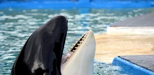 La alcaldesa de Miami Dade, Daniella Levine Cava, anunció este jueves que la orca Lolita, que lleva más de 50 años en cautividad en el Miami Seaquarium, será finalmente trasladada a las aguas del Pacífico Norte donde nació para ser puesta en libertad.